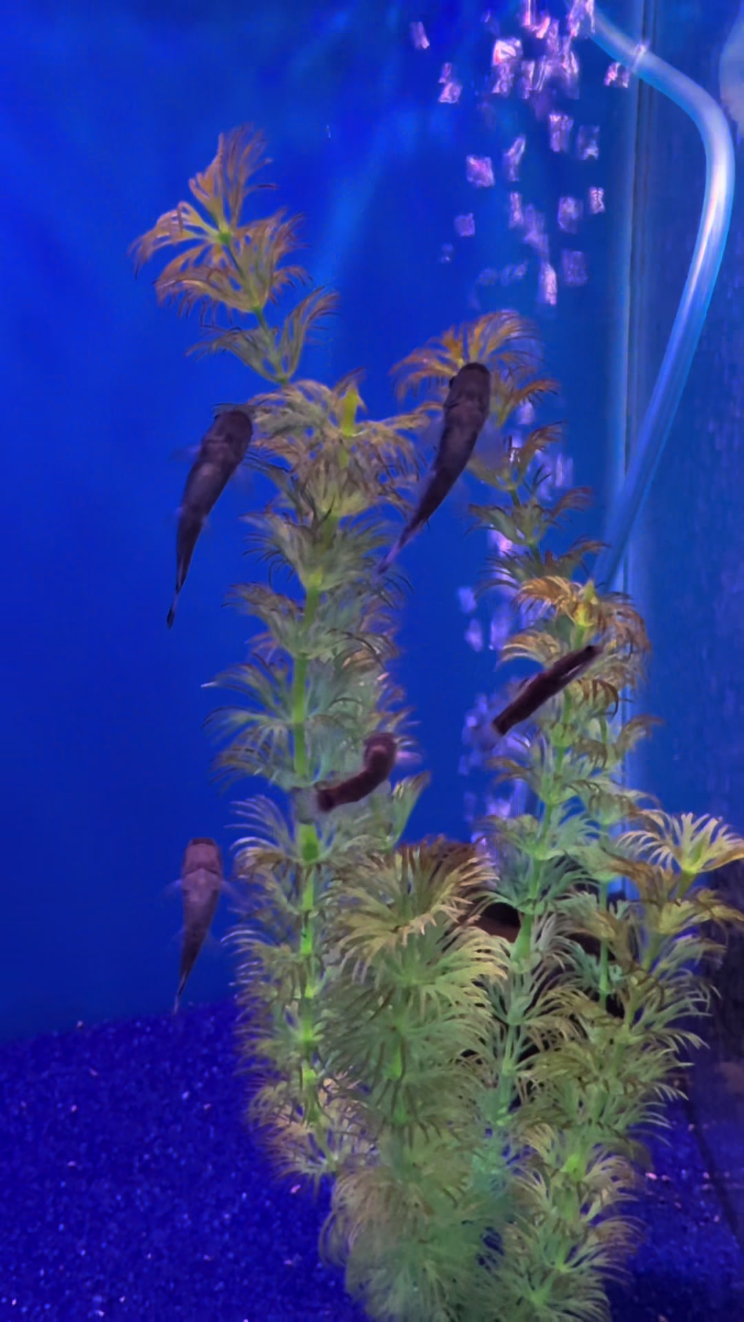 @epicfishnetwork