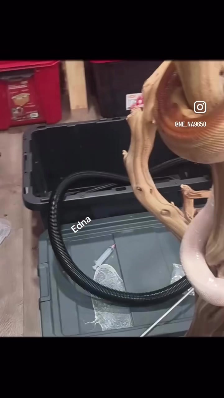 @nena.yasikov45