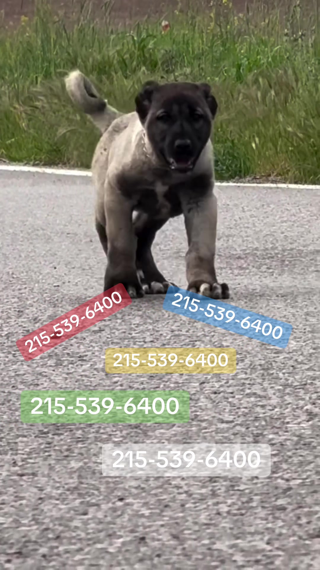 @Ultimate Puppies
