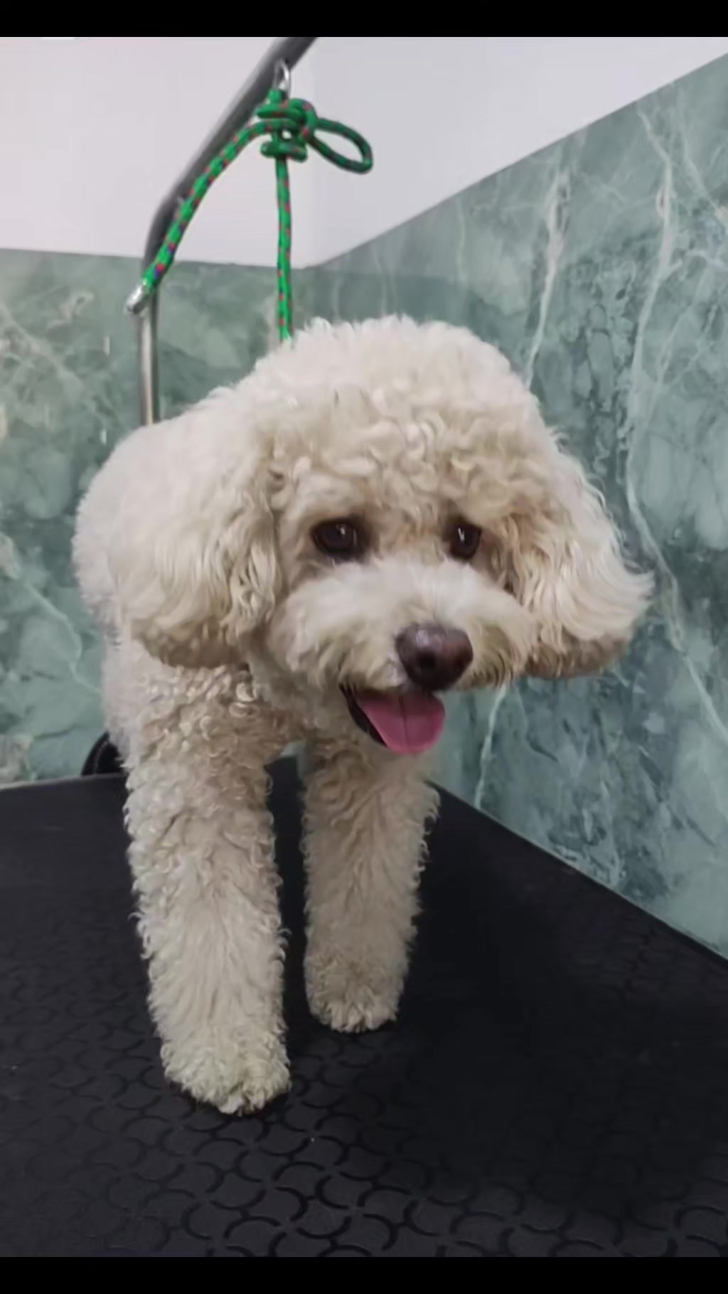 @Aura Canina (Spa & Grooming)