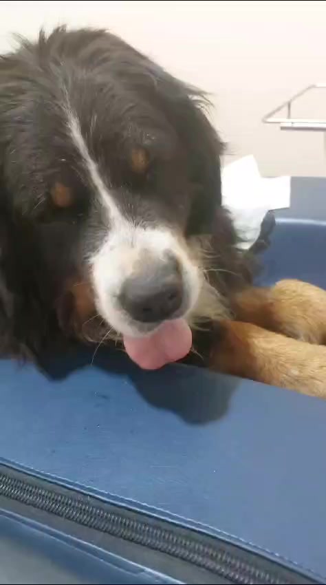 @Veterinaria Dr. C.A.M. Vet 🐩