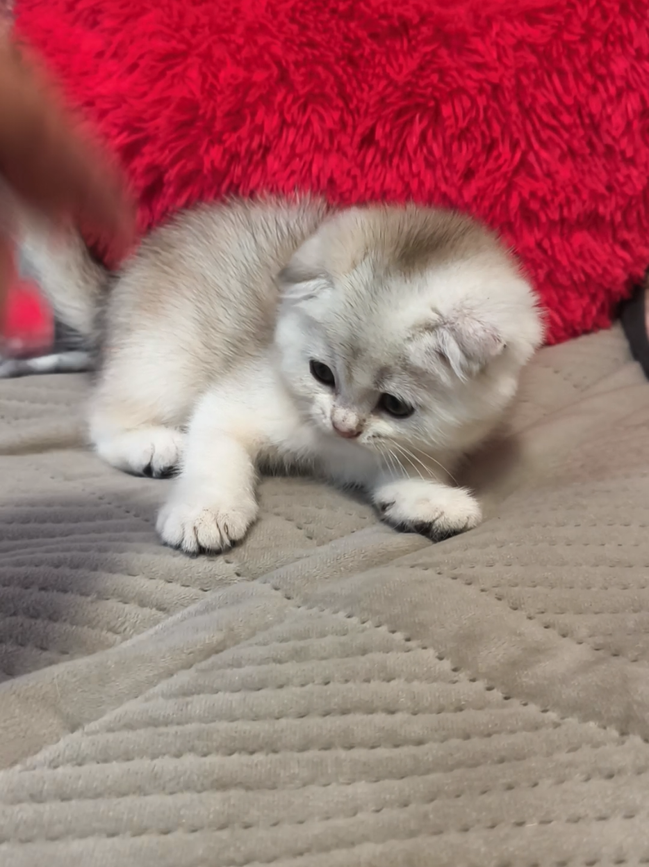 @Кошенята шотландські 😻