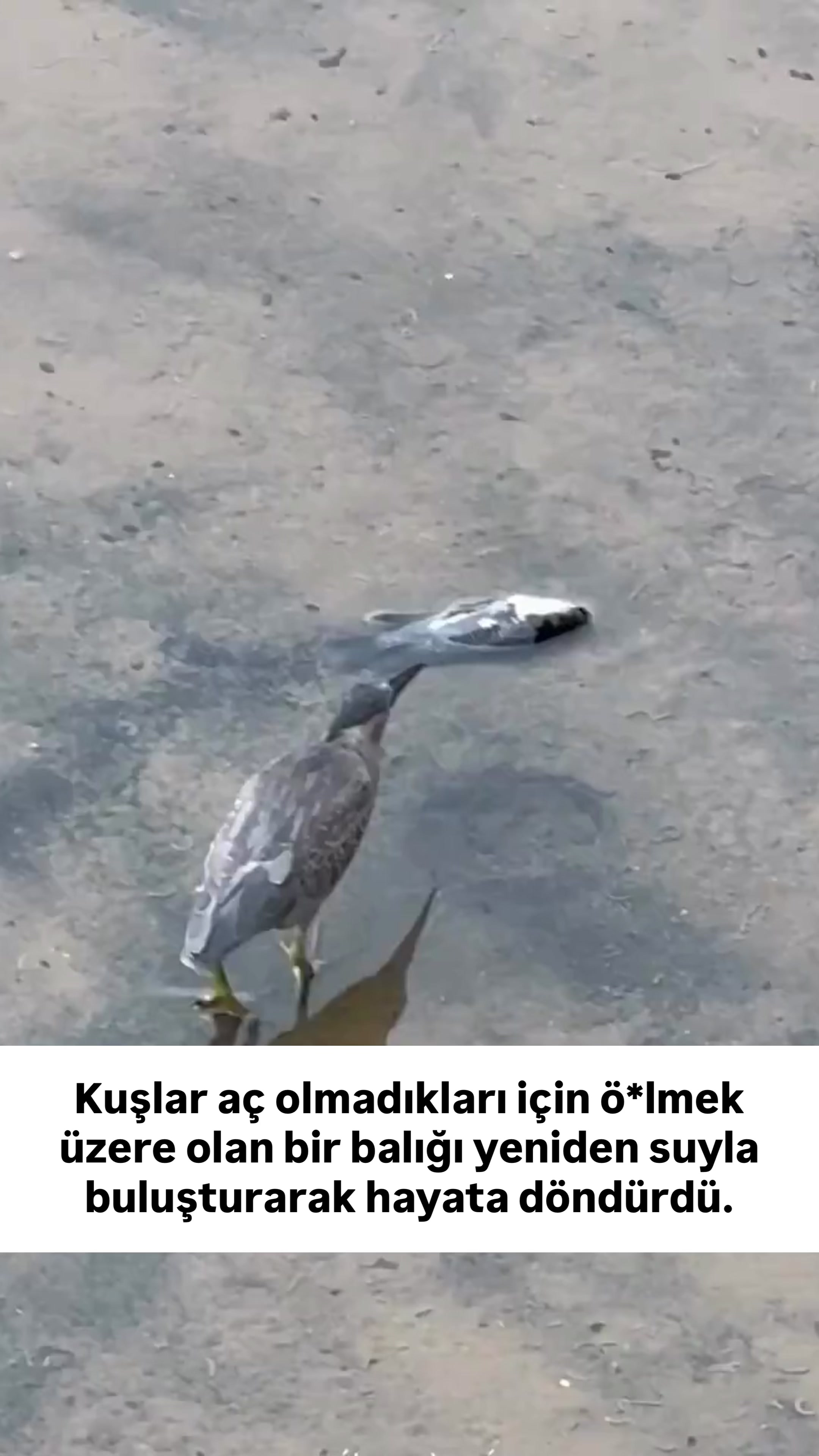 @budabirhaber