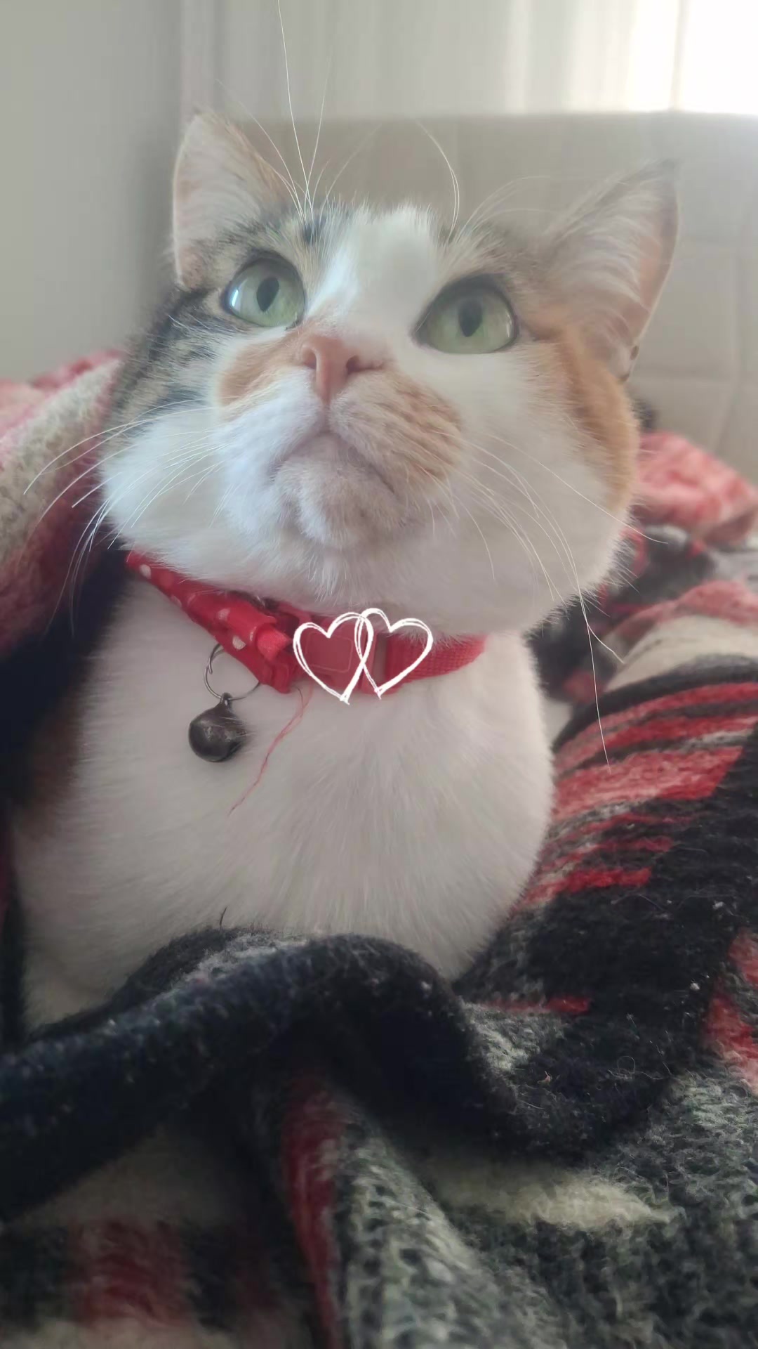 @😺Şila😻Şima😺