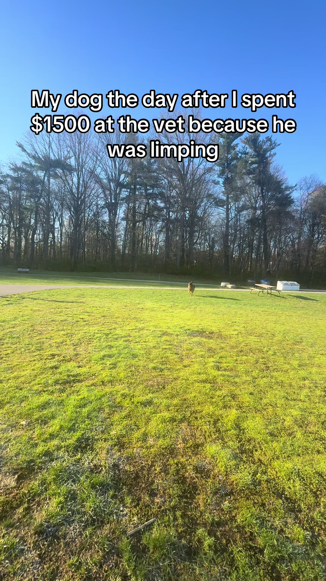 @ksdoggos