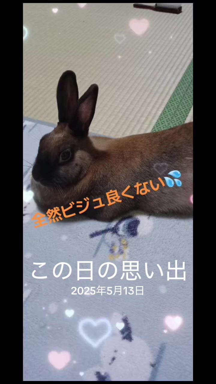 @🐖🧅ちぃ（マロン）🌰🐰🍍