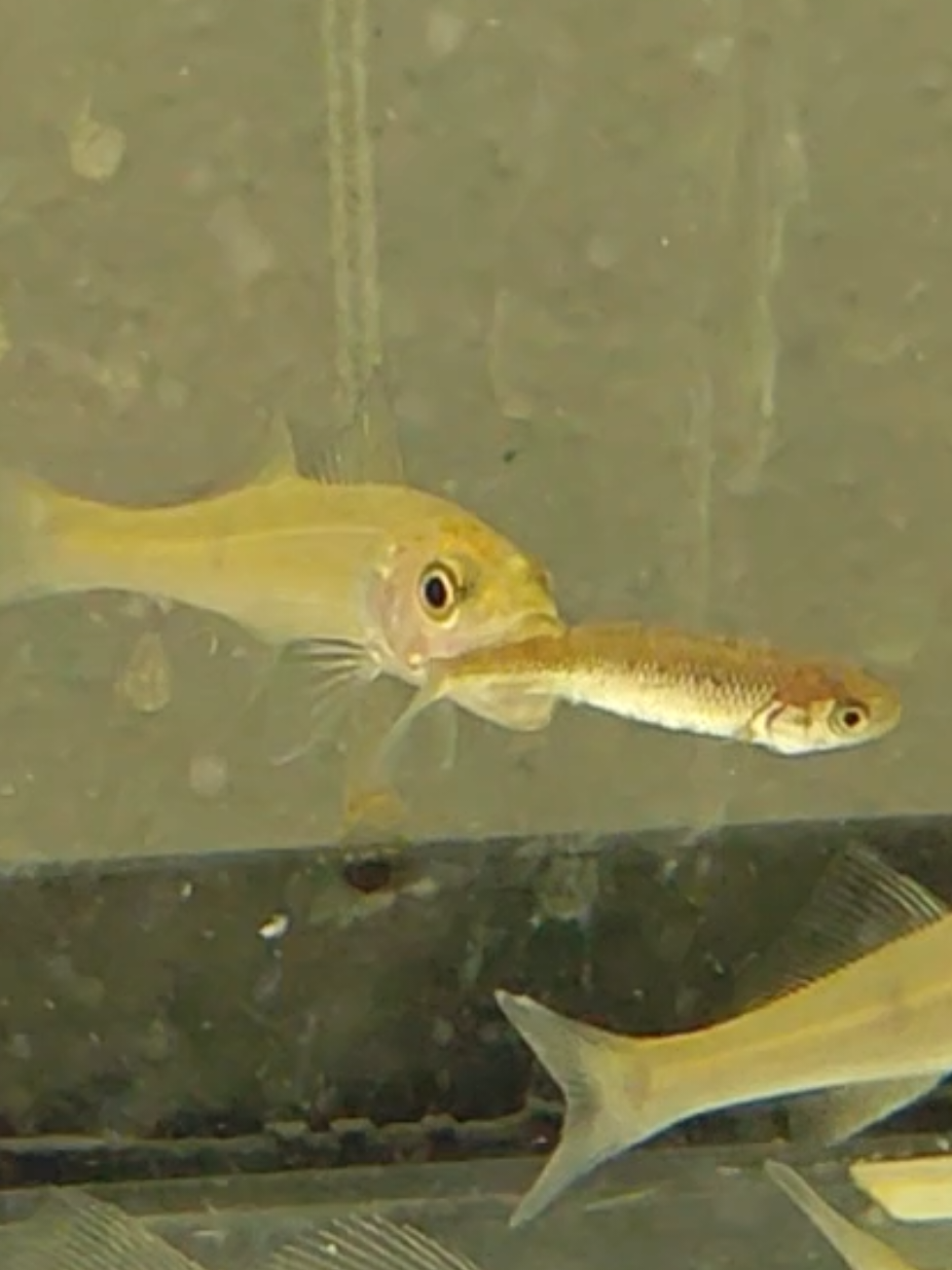 @predatoryfishtank
