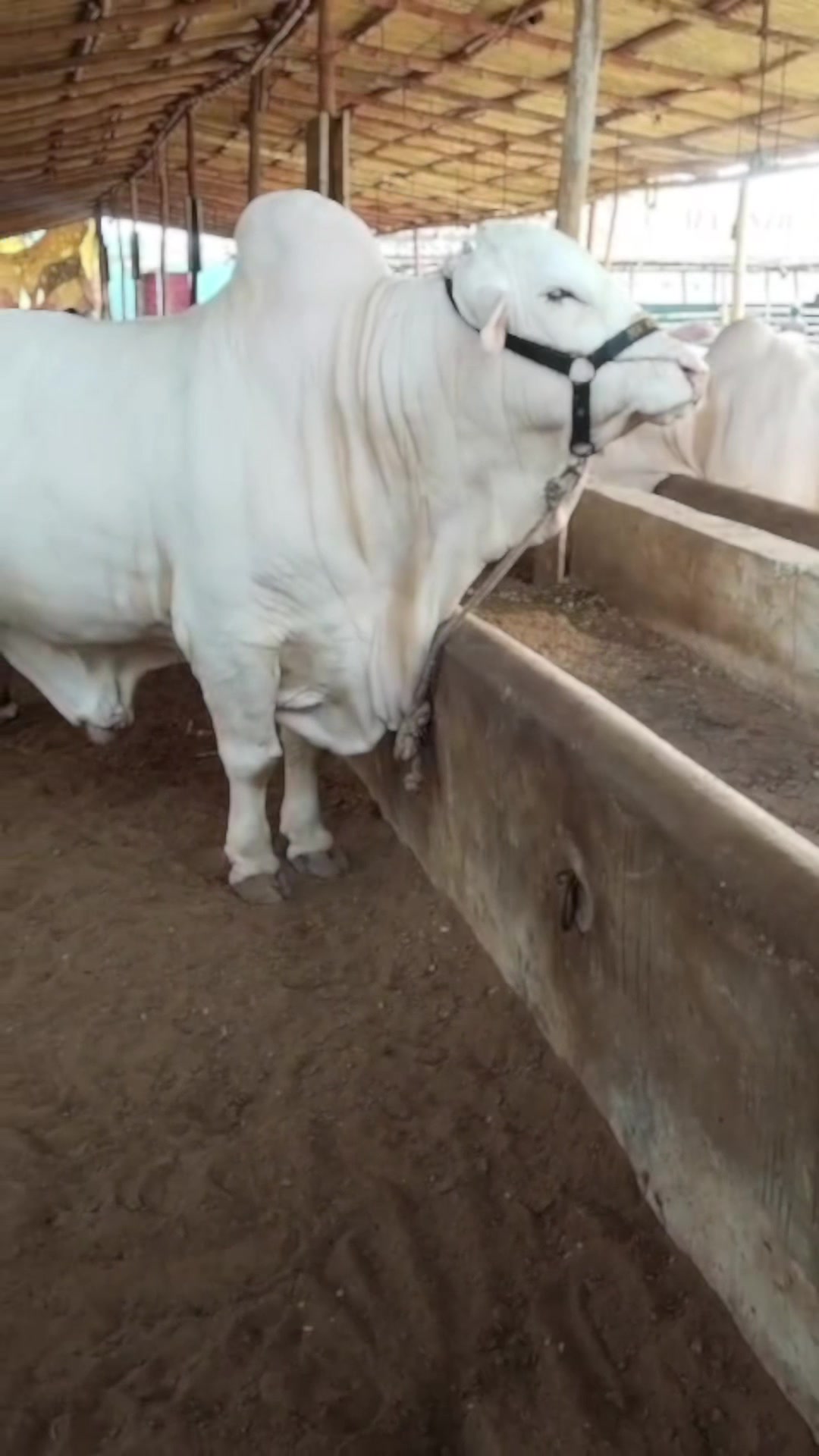 @MAJESTIC CATTLE & GOAT FARM