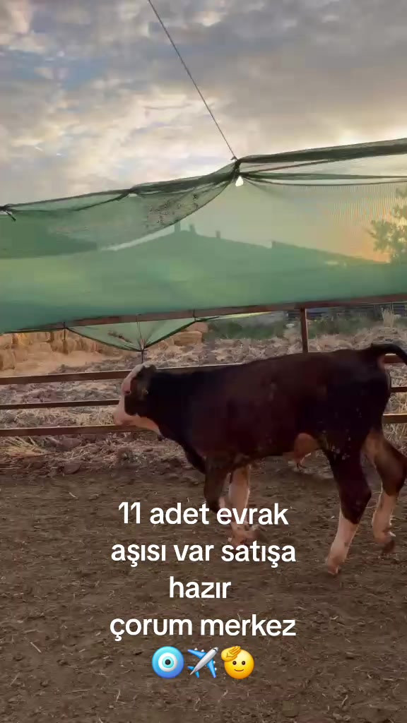 @COŞKUN HAYVANCILIK ÇORUM 19