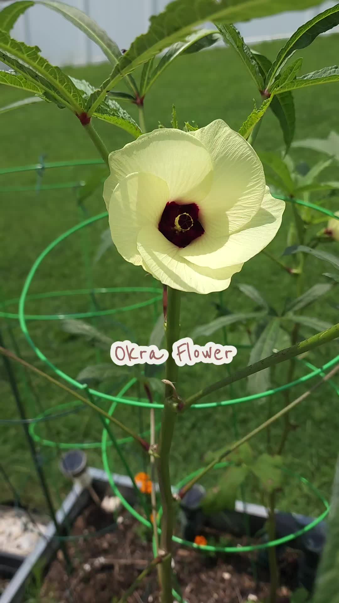 @Lana 🌺🌻🦮🐕🦺🌱🪴