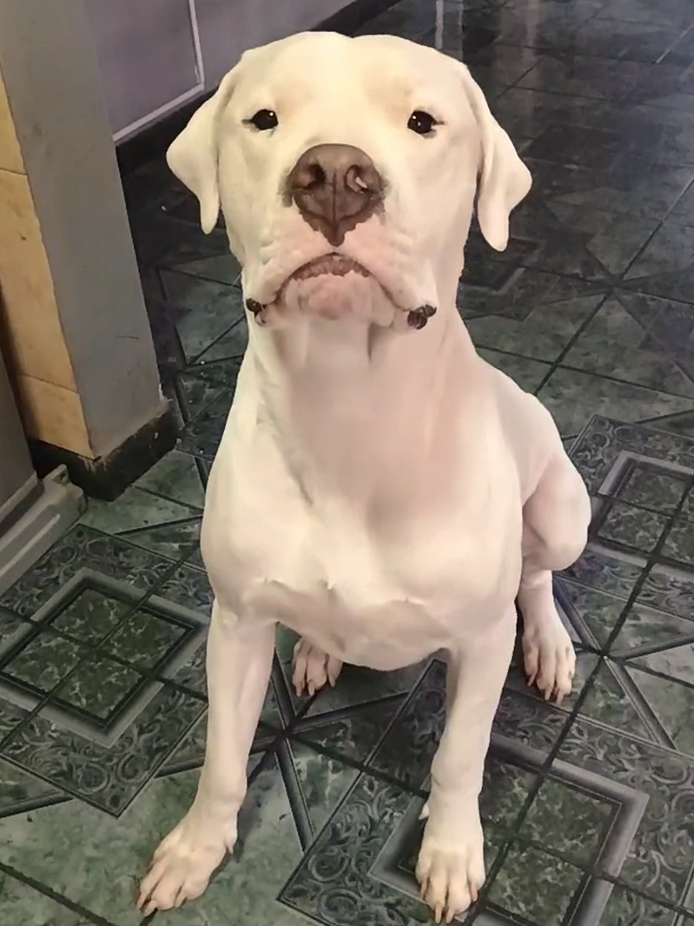 @Flor&Tango Dogo Argentino 🇦🇷