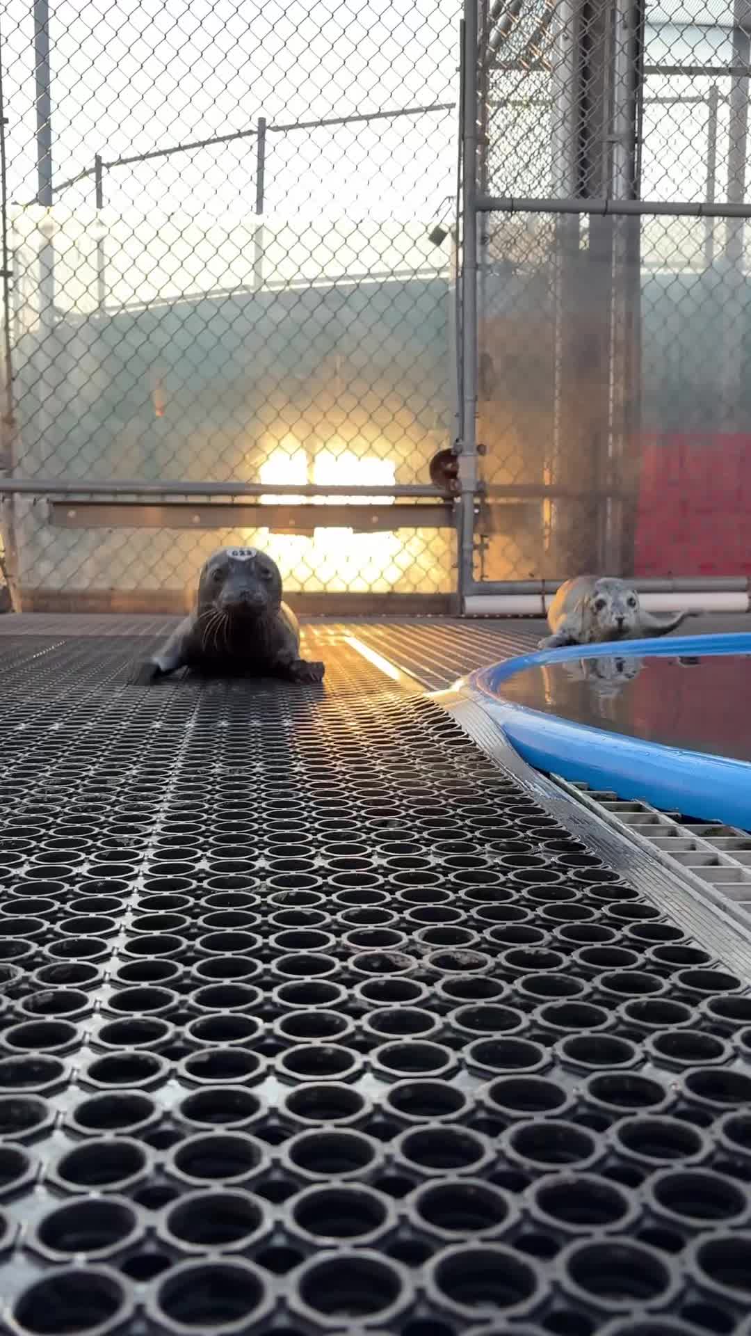 @Marine Mammal Rescue Society