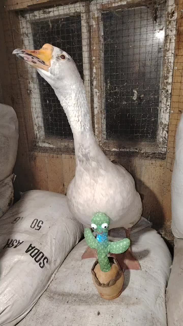 @goose_semyon