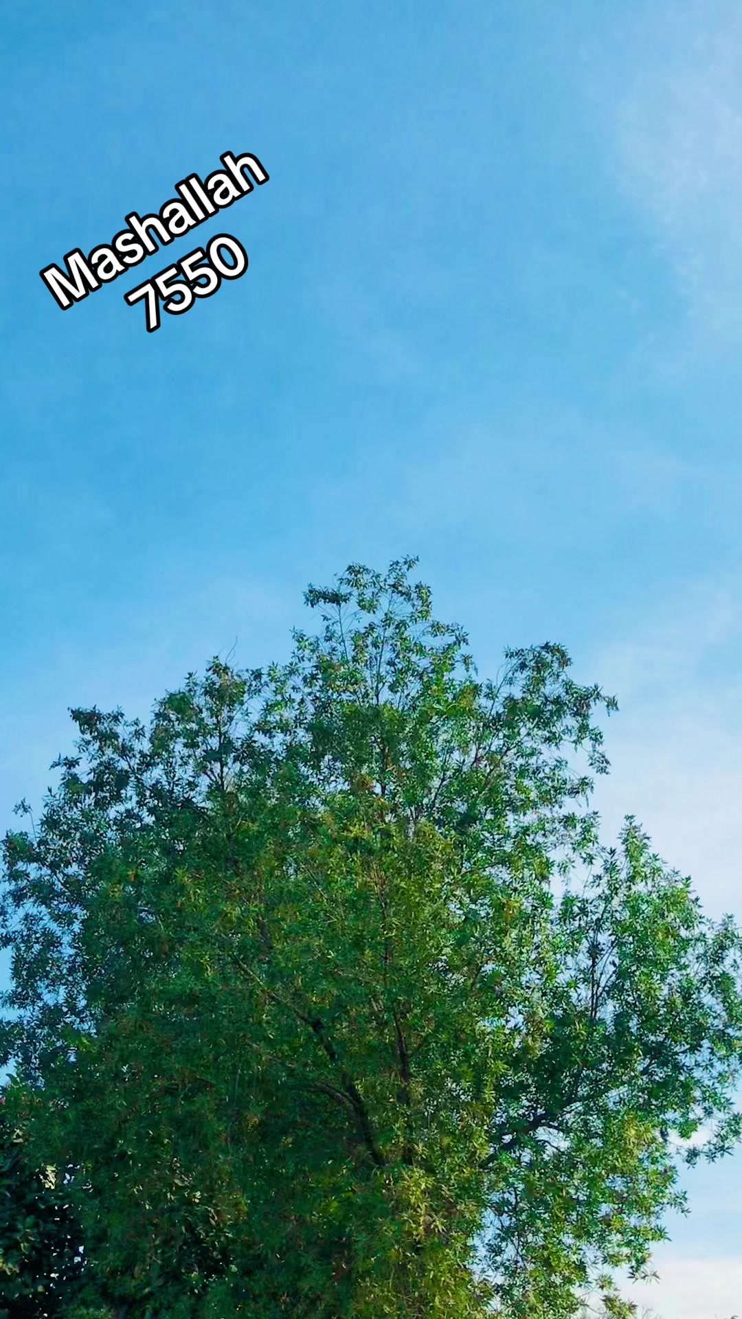 @Mahar Samii