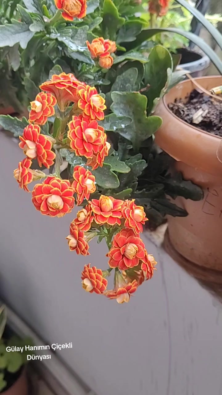 @G&uuml;lay Hanımın &Ccedil;i&ccedil;ekli D&uuml;nyası