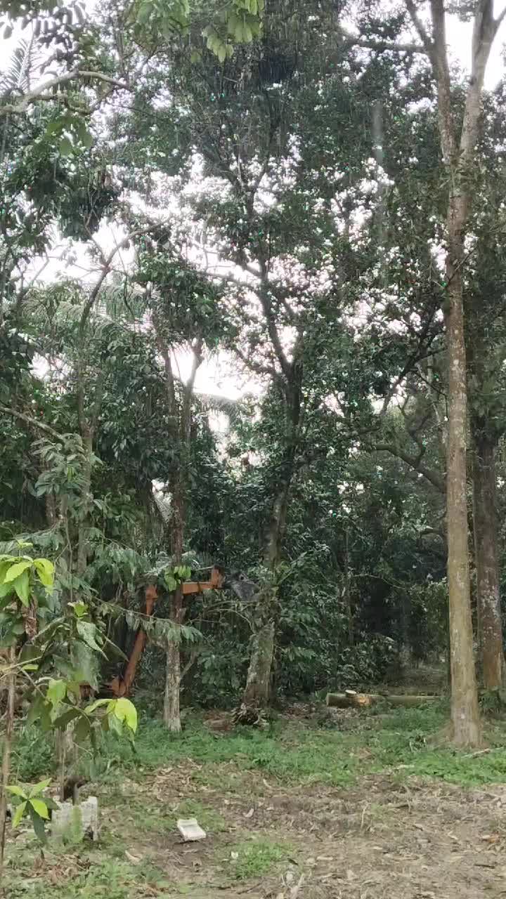 @AmirGarcia69🇲🇾🐂🐐