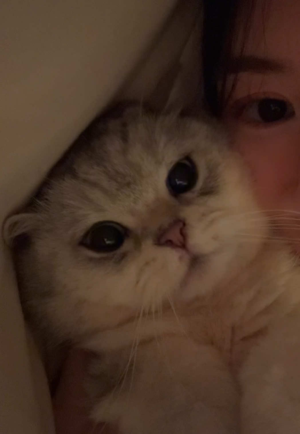 @Ollie the Cat
