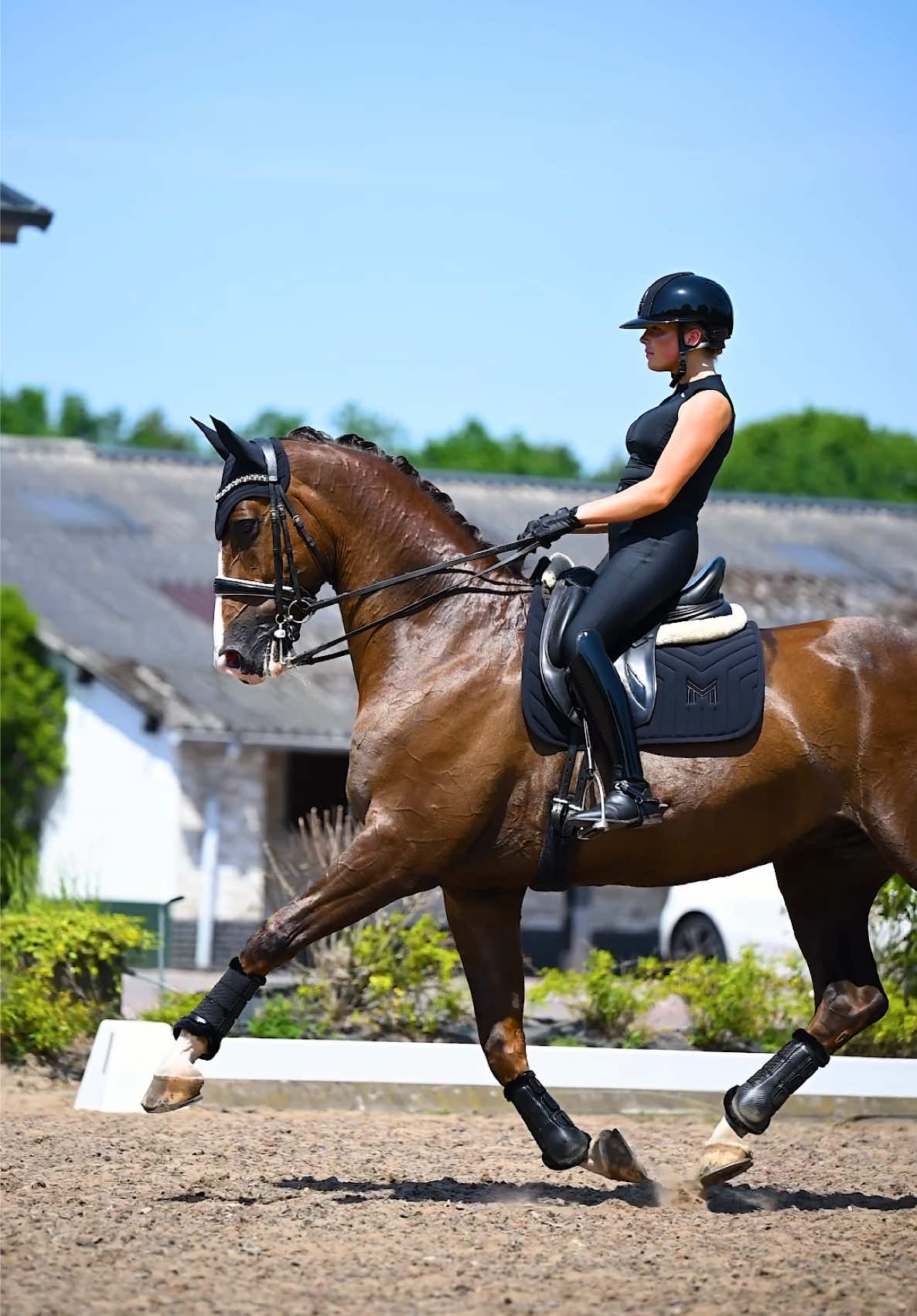 @Maximilian Equestrian
