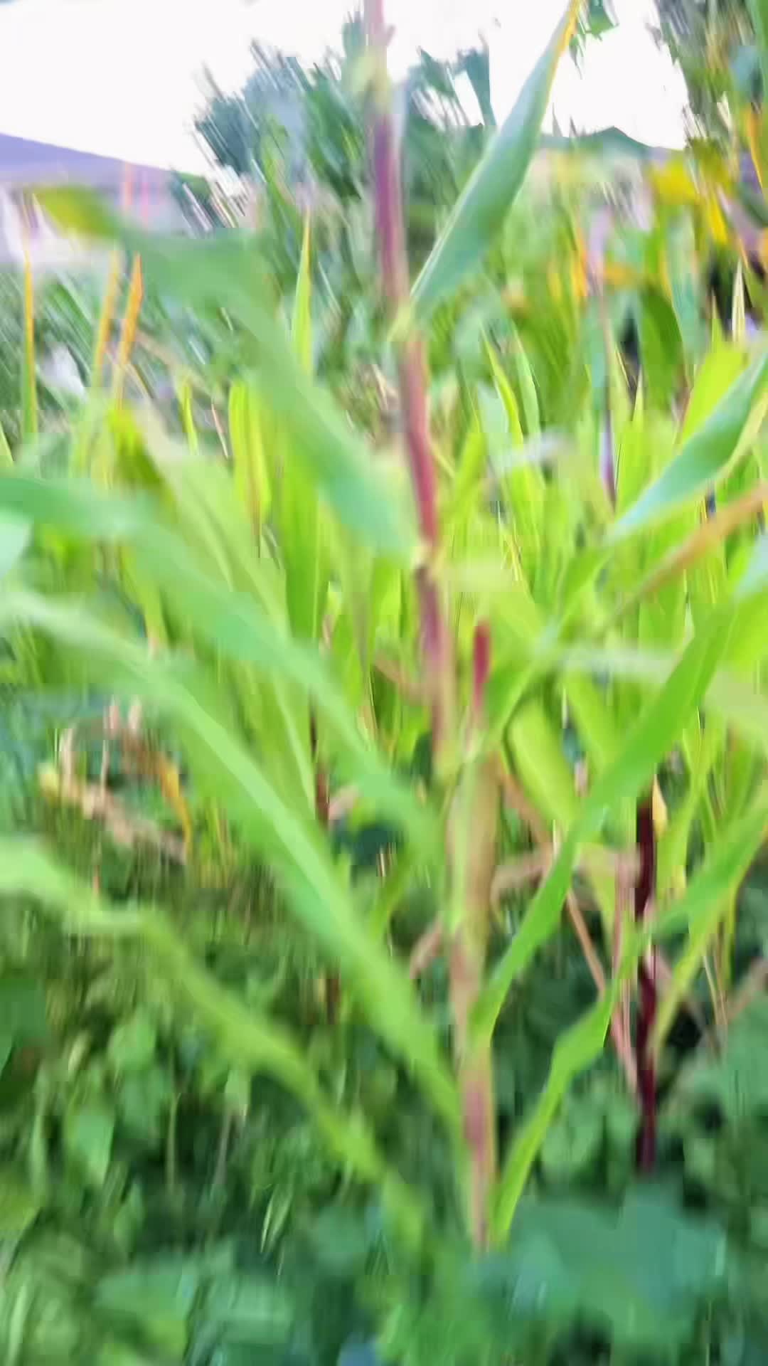 @PURNI 🦚