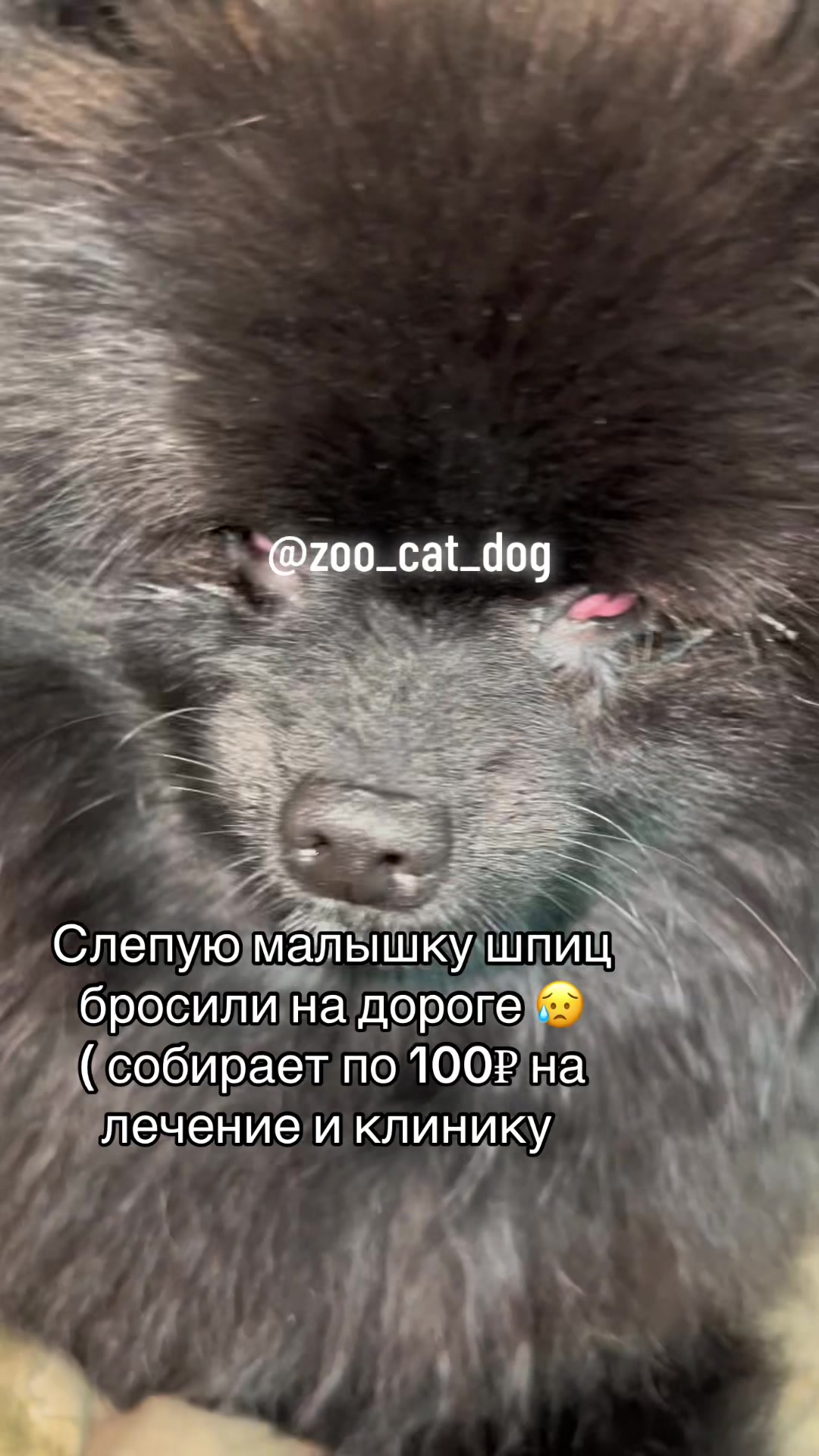@zoo_cat_dog