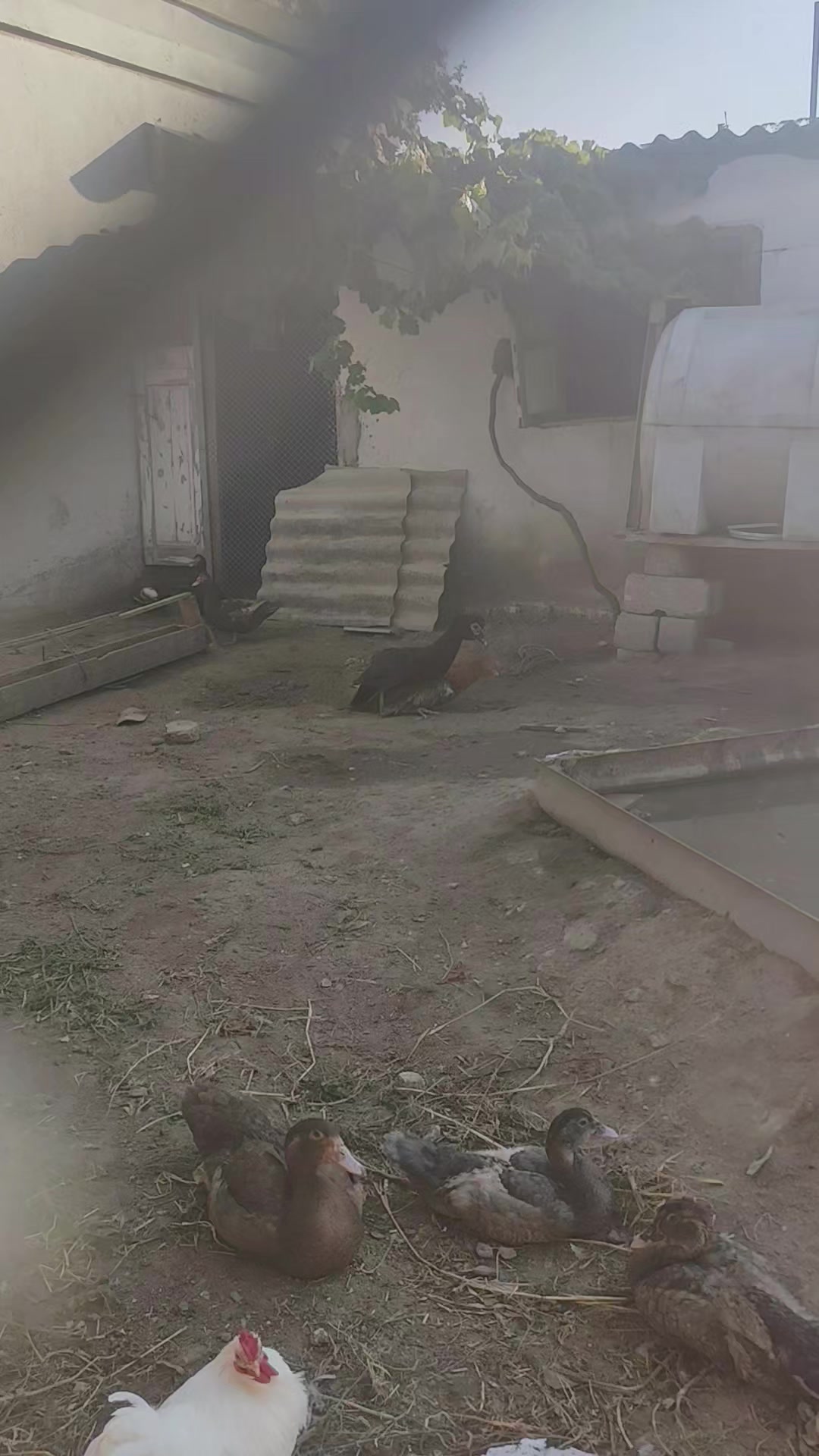 @MAŞTAĞA_QUŞCULUĞ