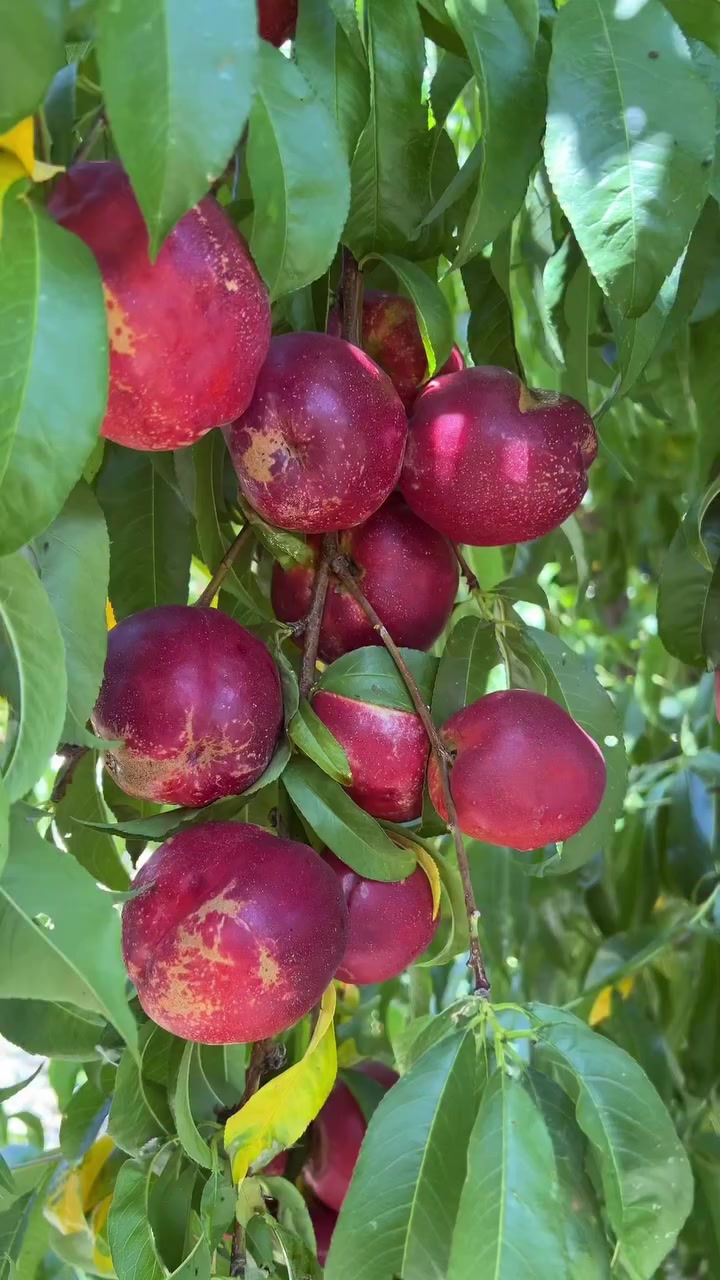 @Zortrax Agriculture Inc