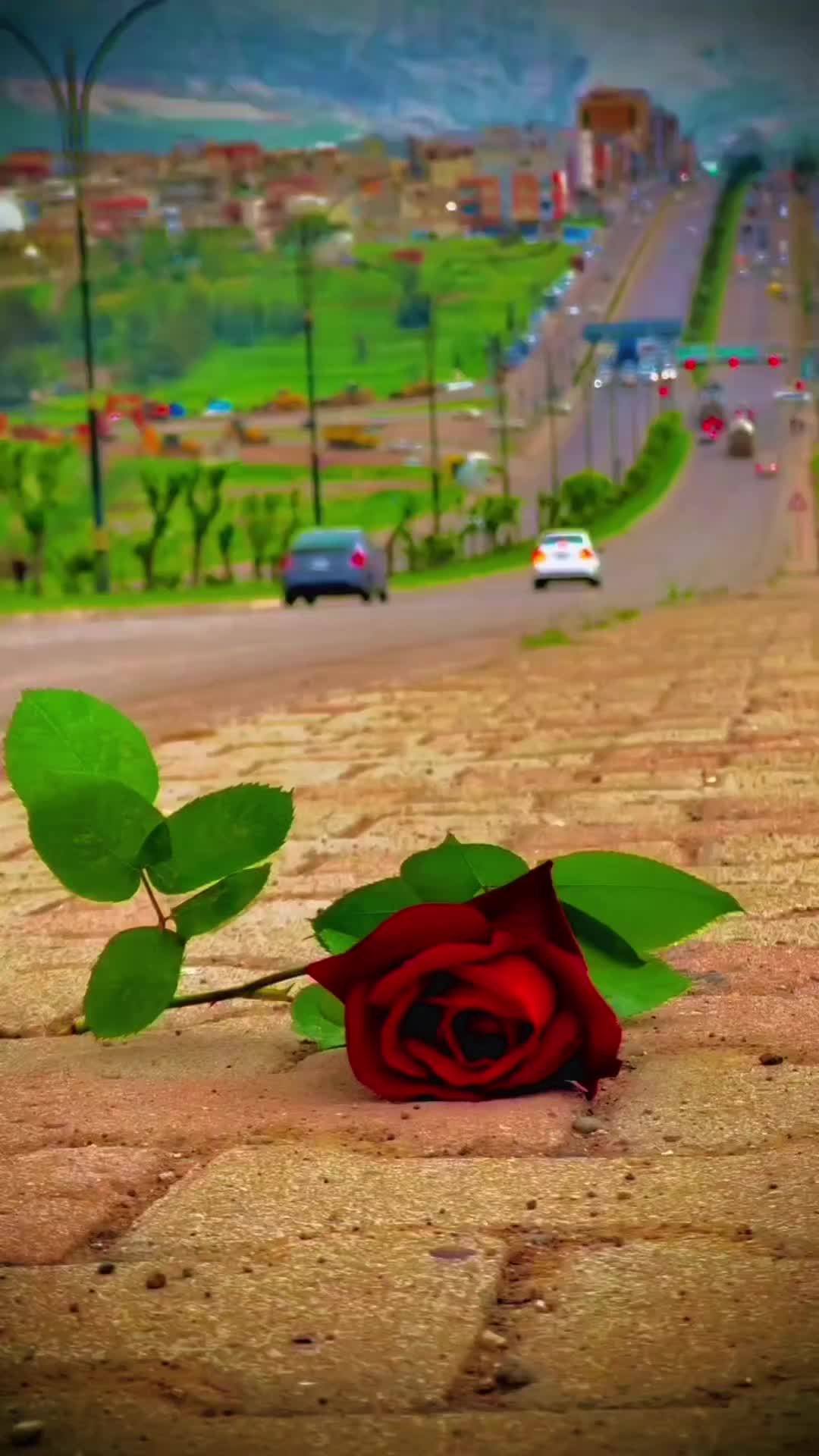 @ismailshafi