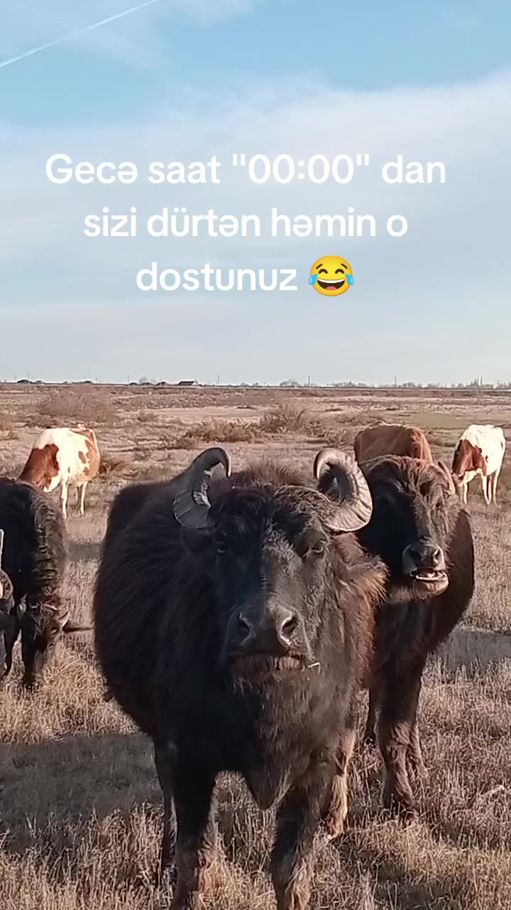 @KƏNT HAVASI🐓