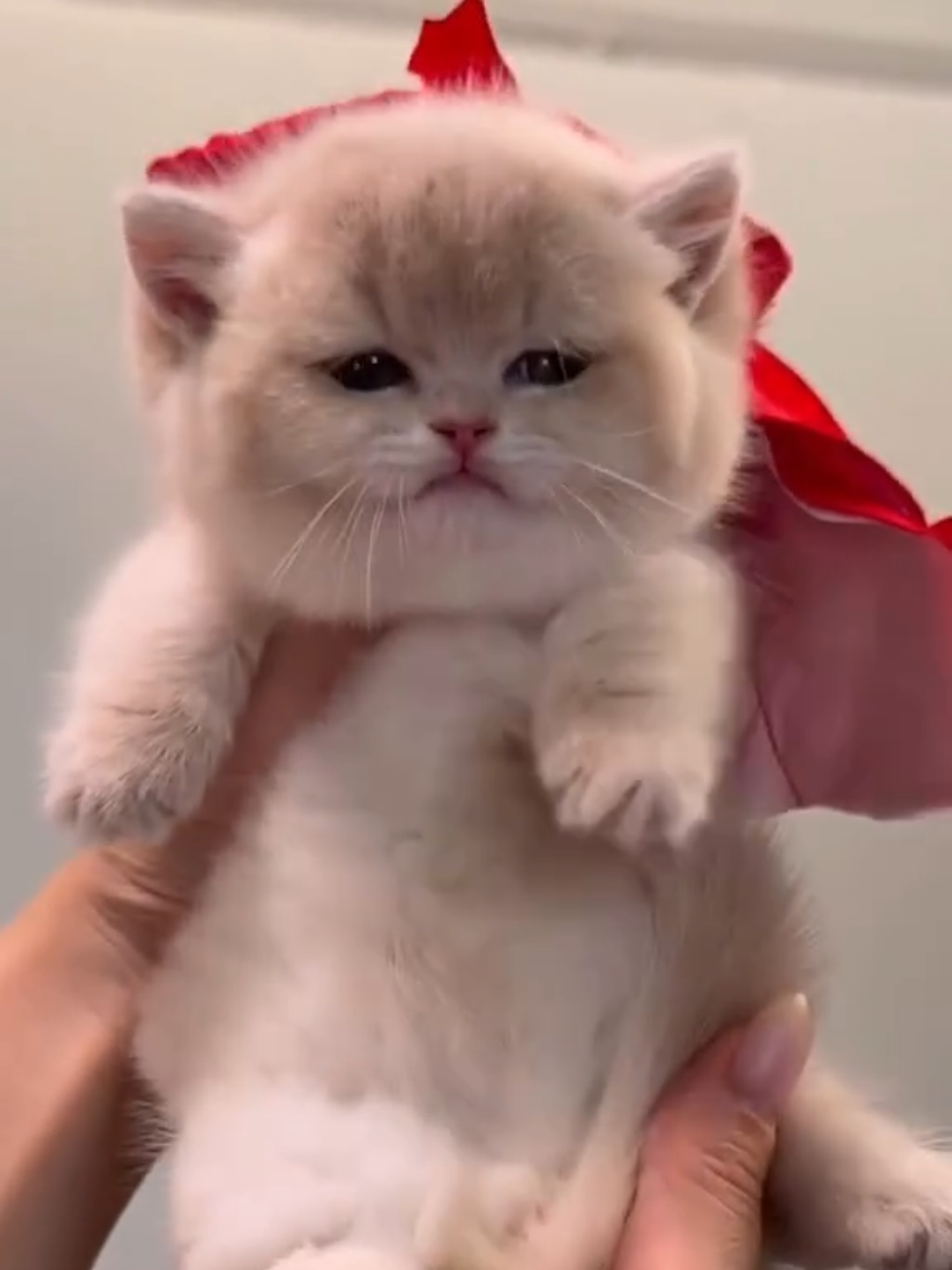 @Chonky World Of Cats
