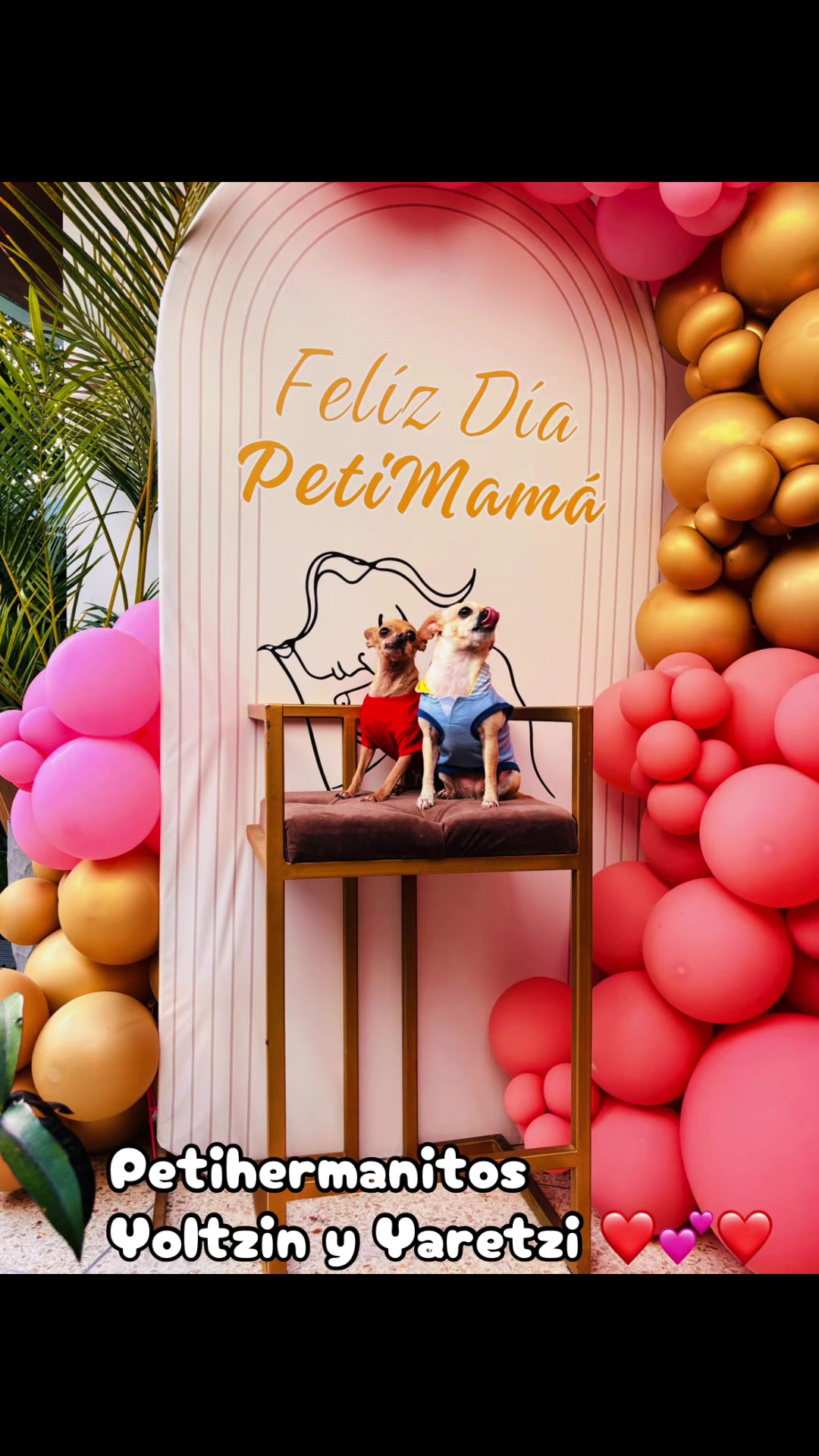 @🐾 Petisos 🐾