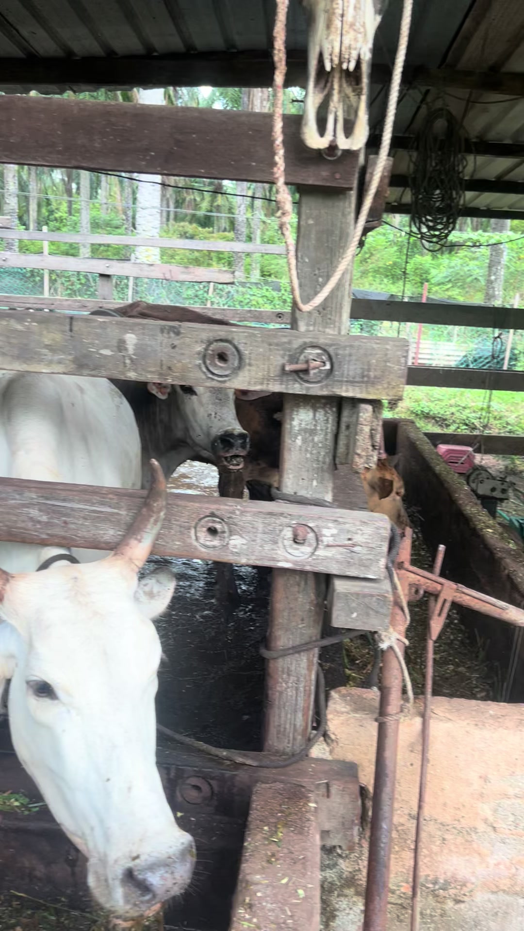 @Haziq farm