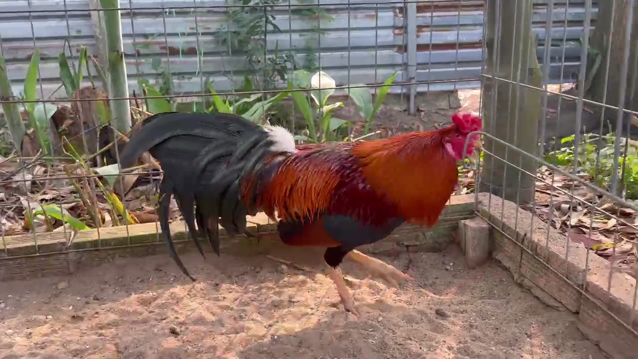 @Quốc Bảo ( baosting)