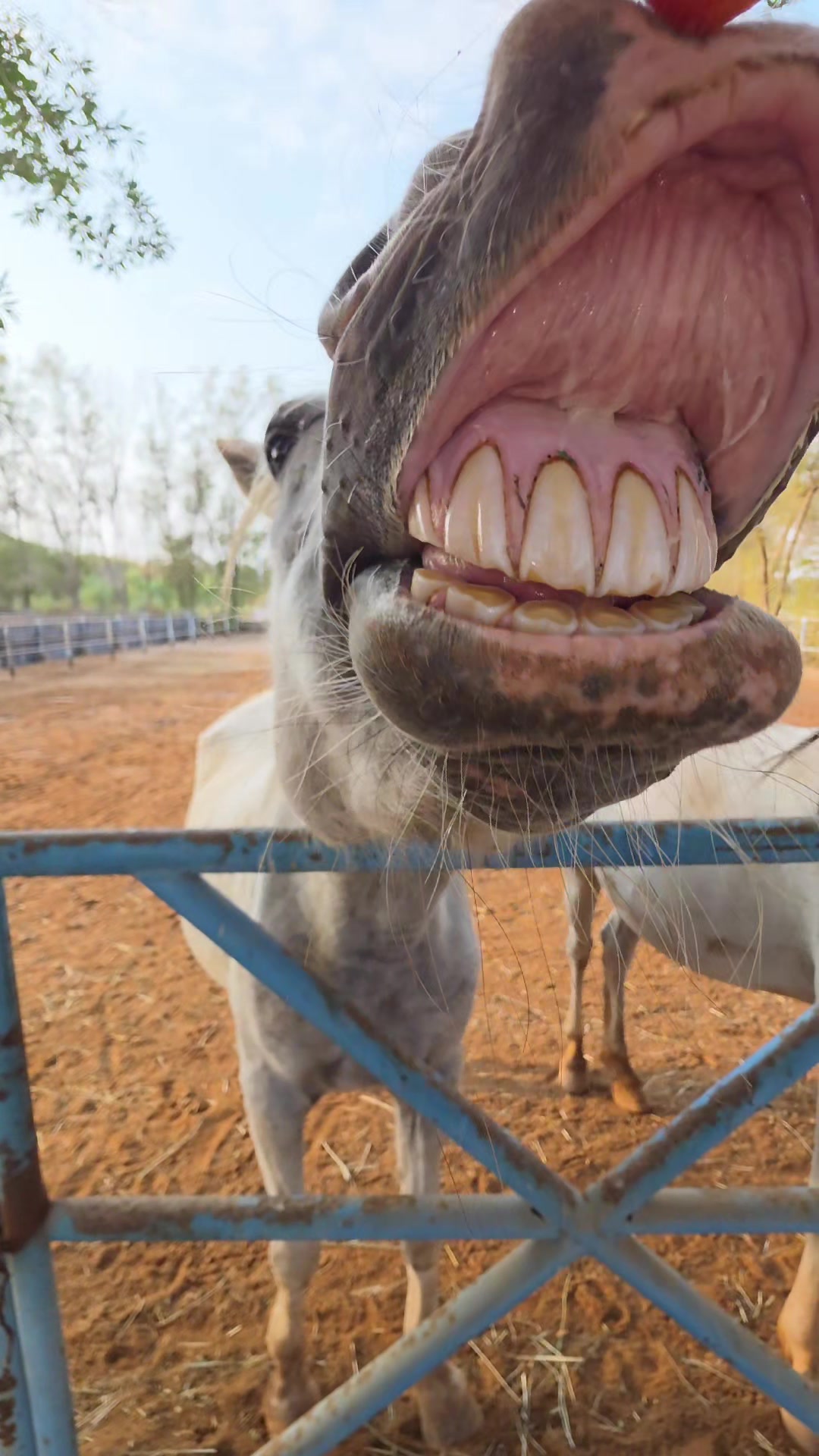 @funny:)animalsbytwins