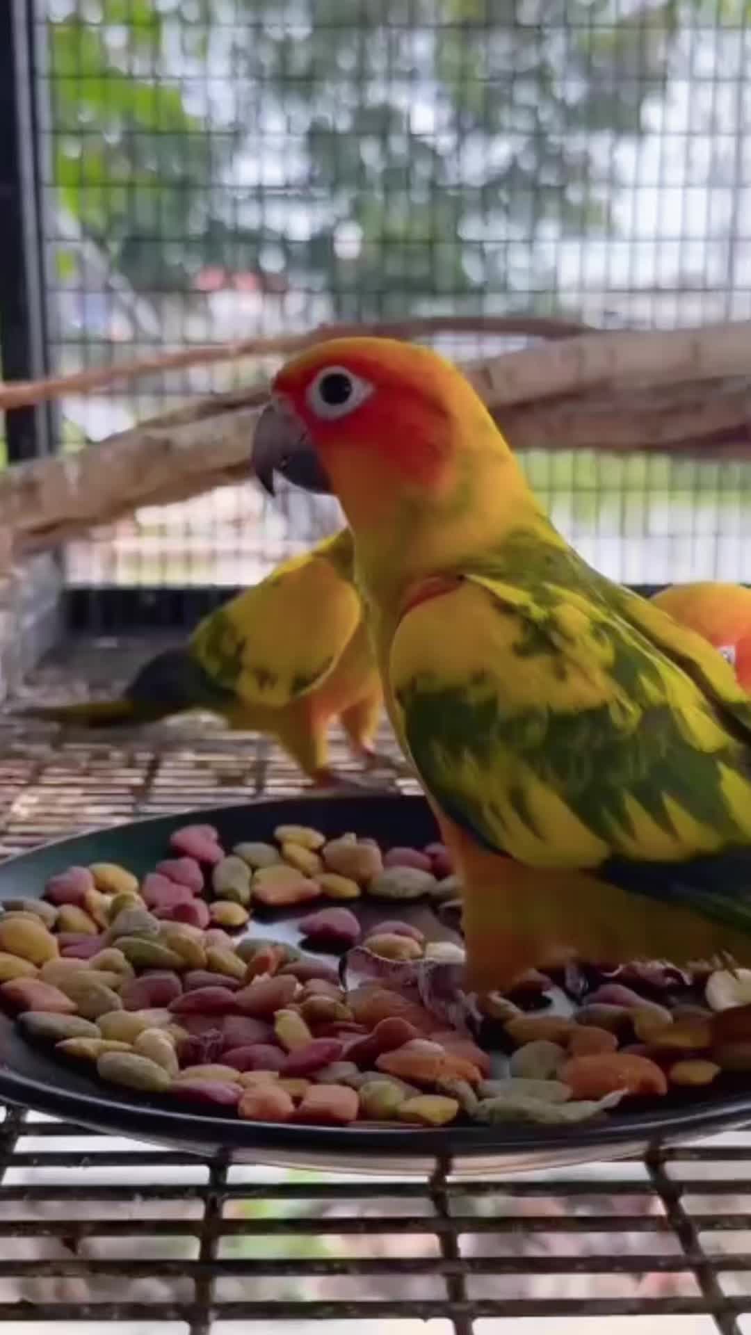 @WelovepetsbyPamornchaiSupply