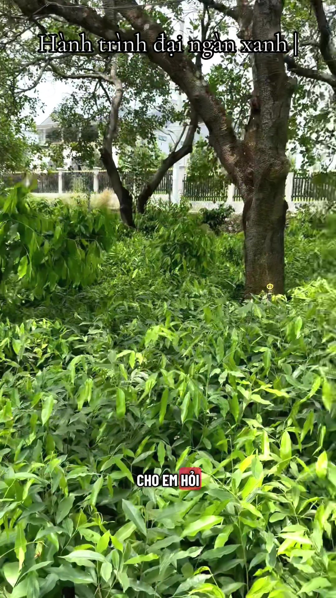 @D&oacute; Đen Việt !