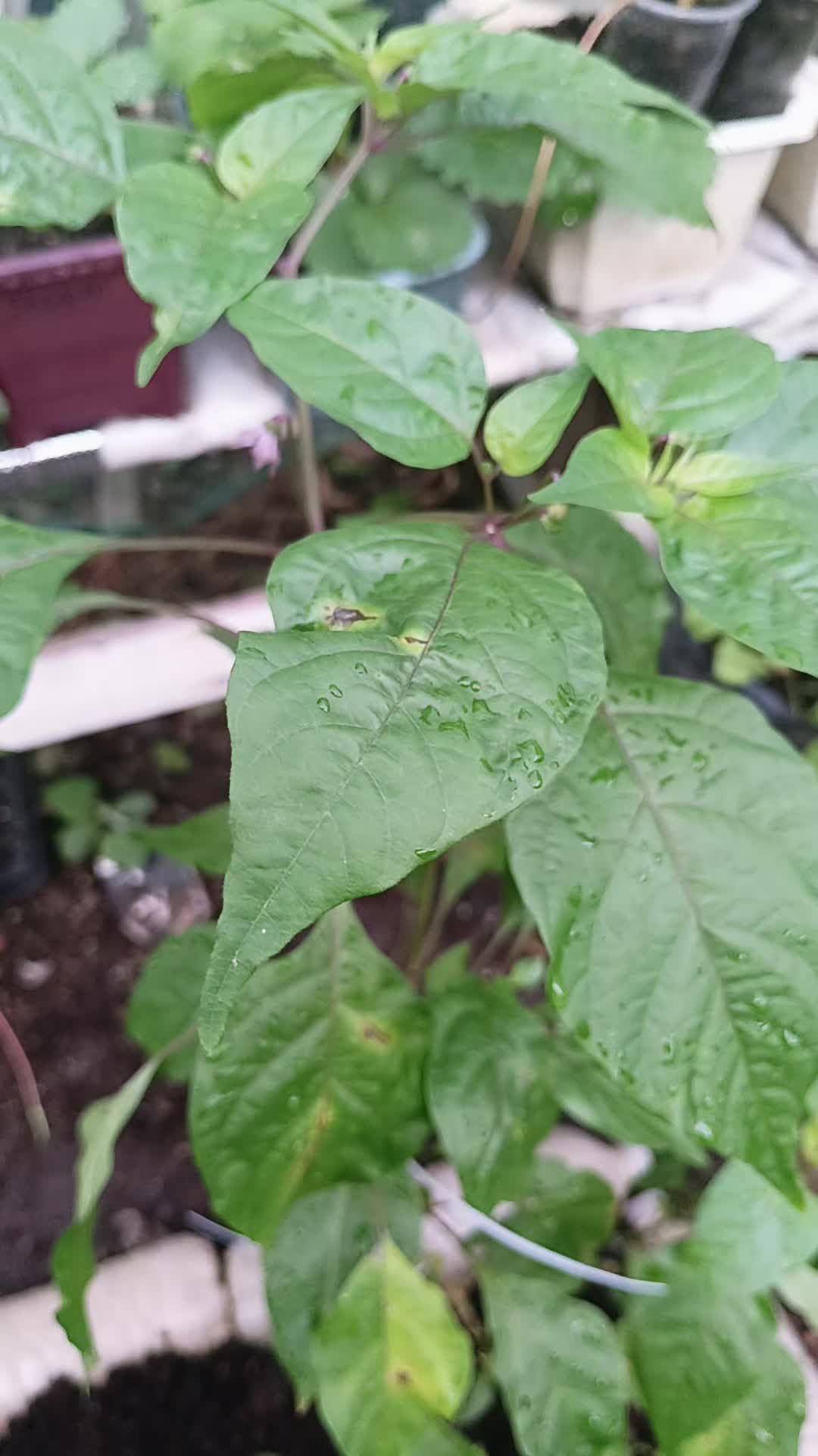 @🌱 Jom Berkebun 🌱