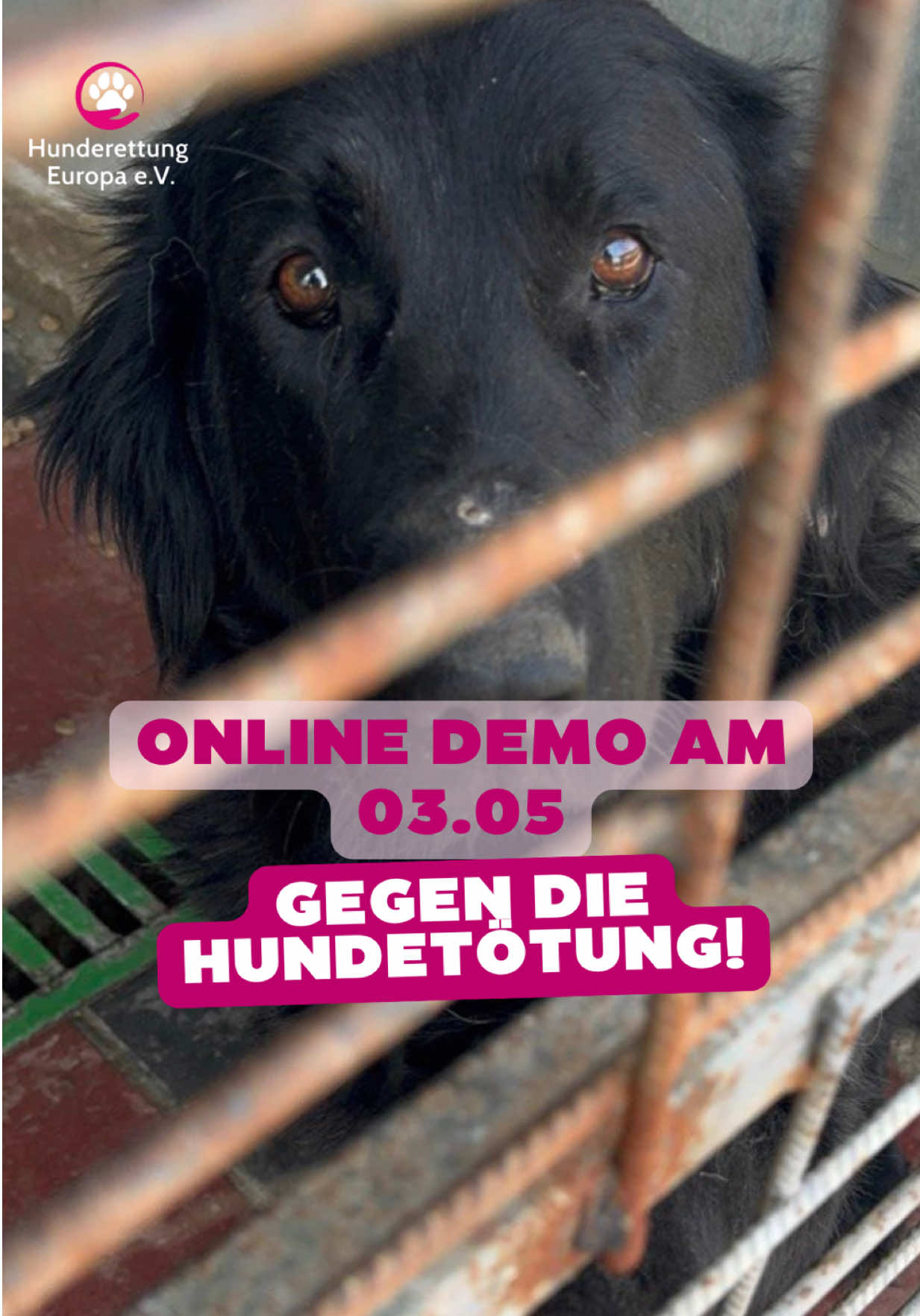 @Hunderettung Europa