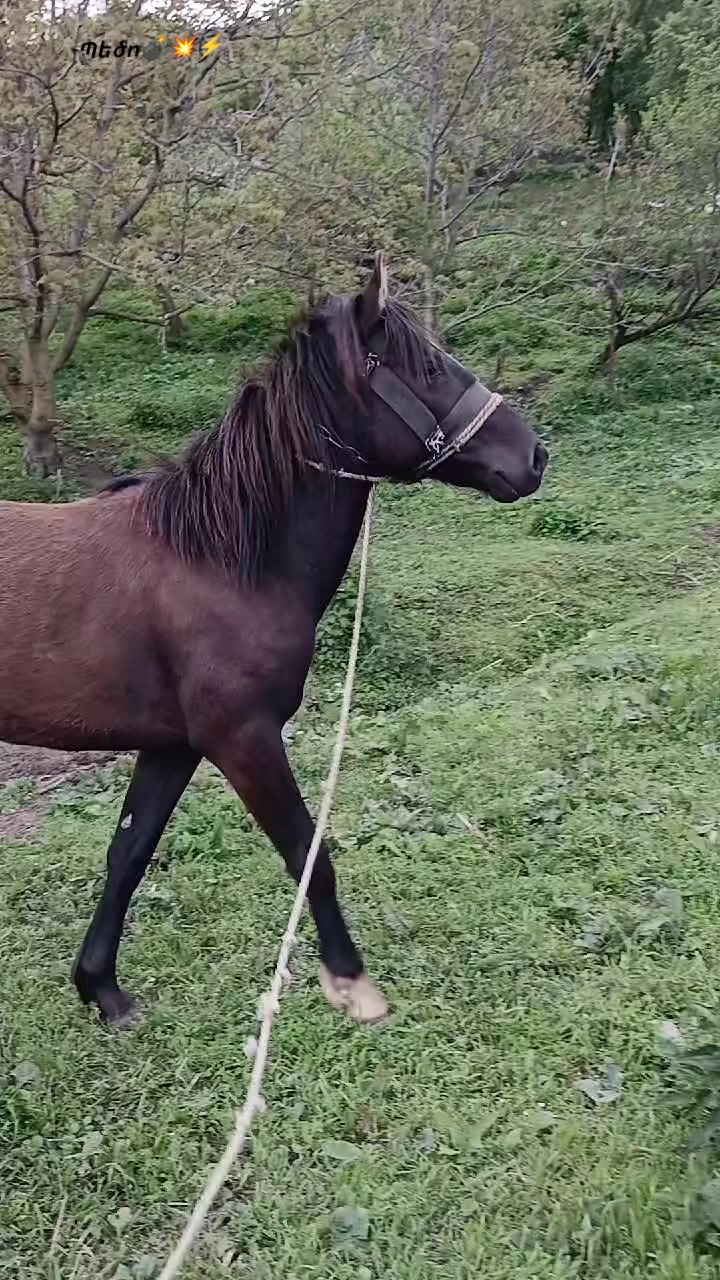 @Վաչե Գևորգյան