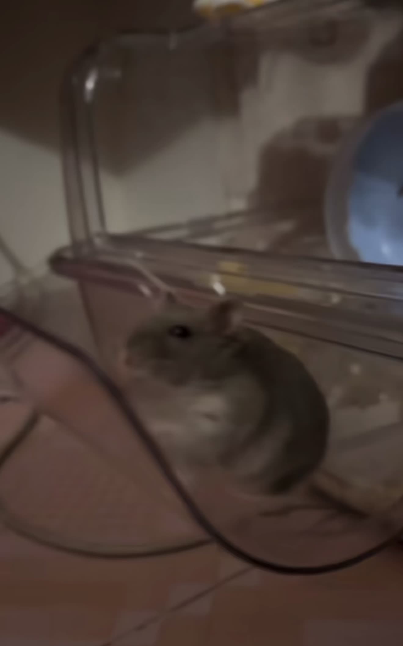 @chips.hamster
