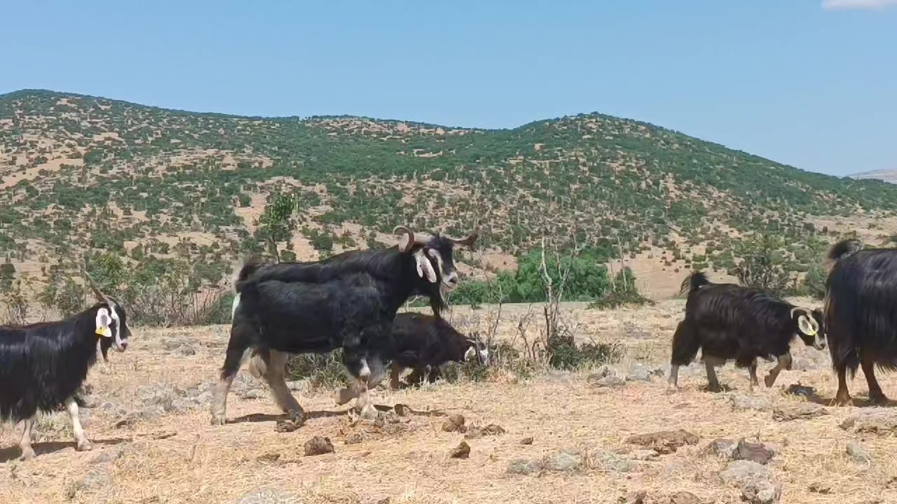 @ko&ccedil;er.12