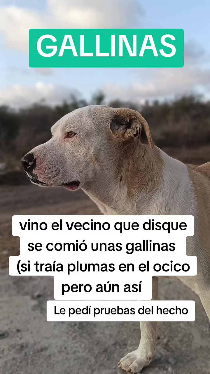 @Andreina
