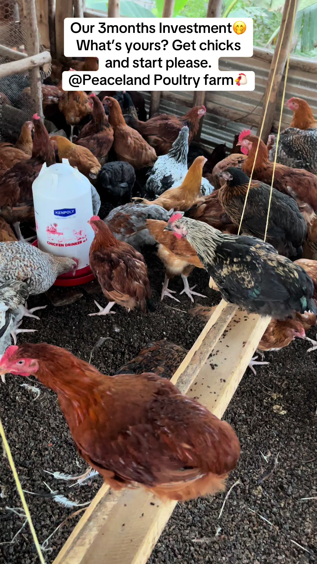 @Peaceland Poultry Farm🐔🐣🐓
