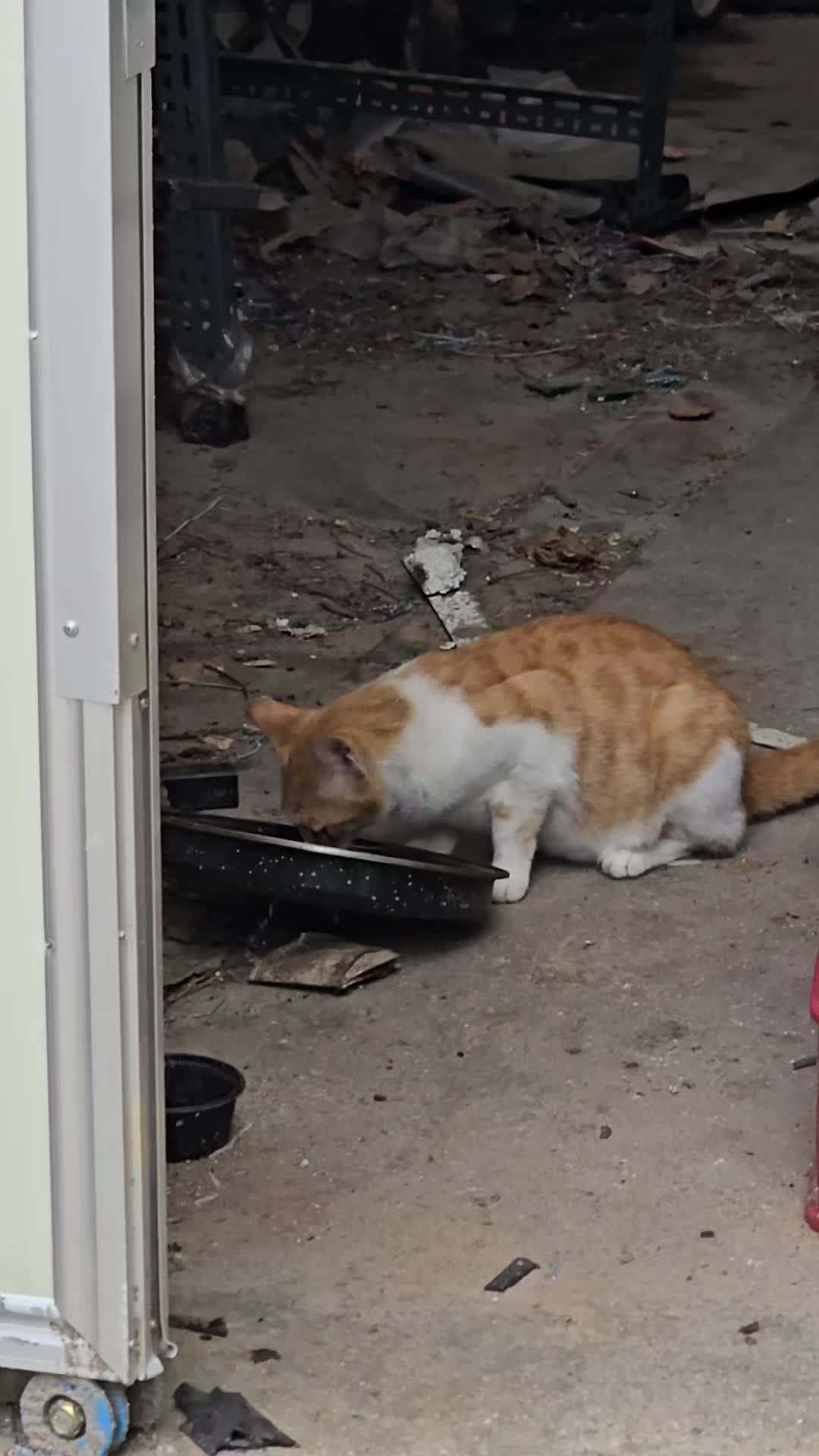 @고양이 형아