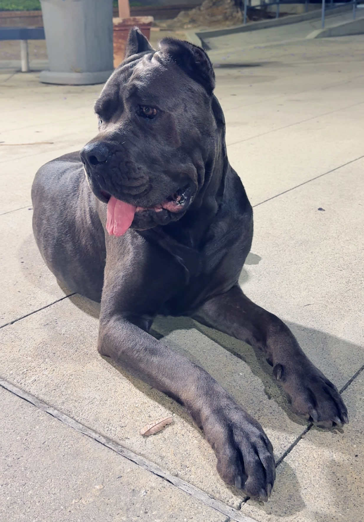 @noblepridecanecorso