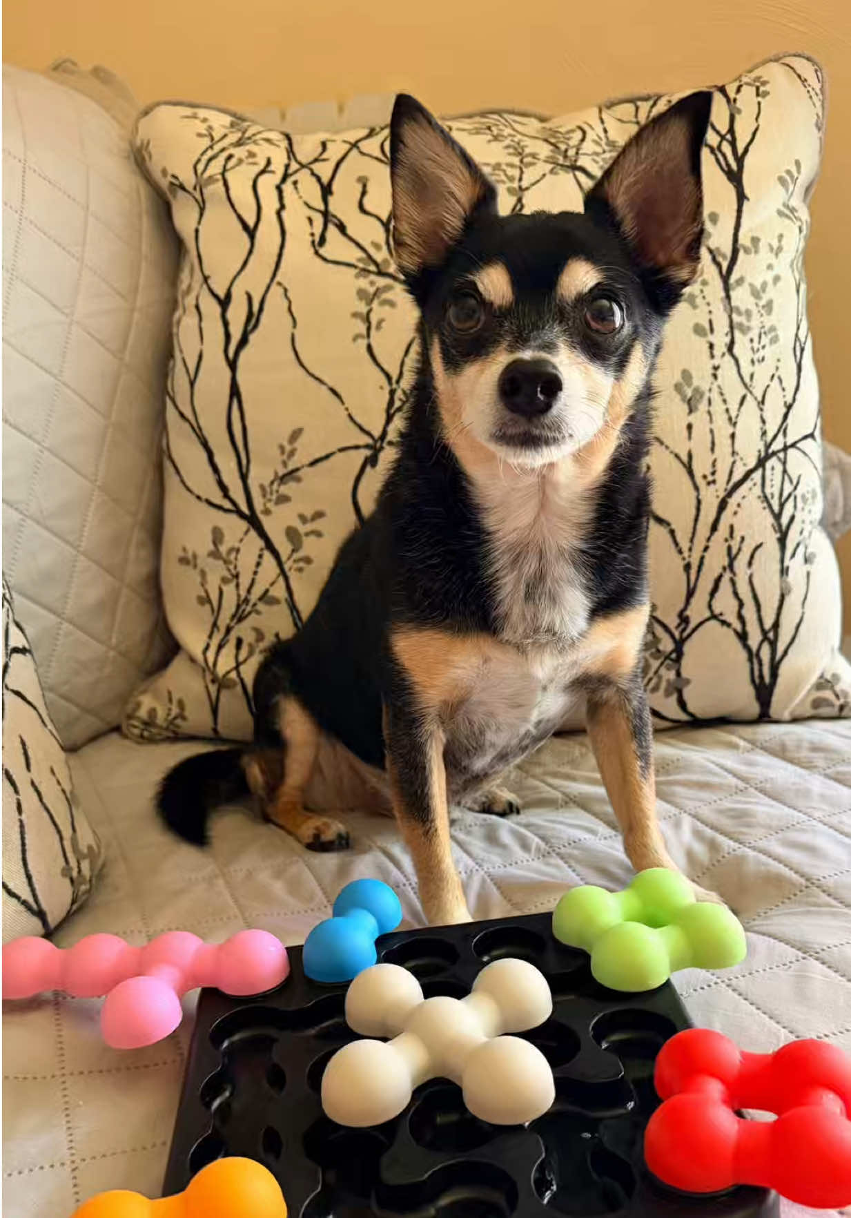 @nycdogadventures
