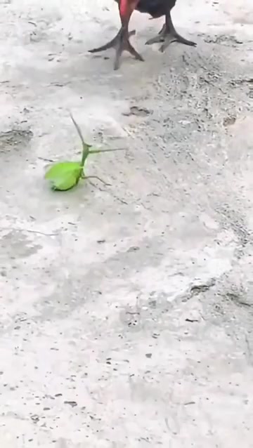 @ᛉᚲᚱᚢᛈᛏᚲᛊᛞᛣ