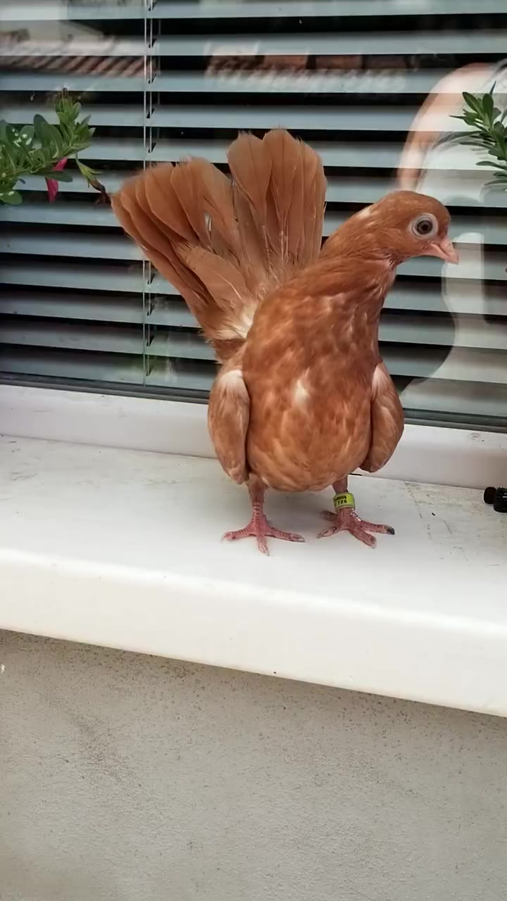 @Pigeons Tv