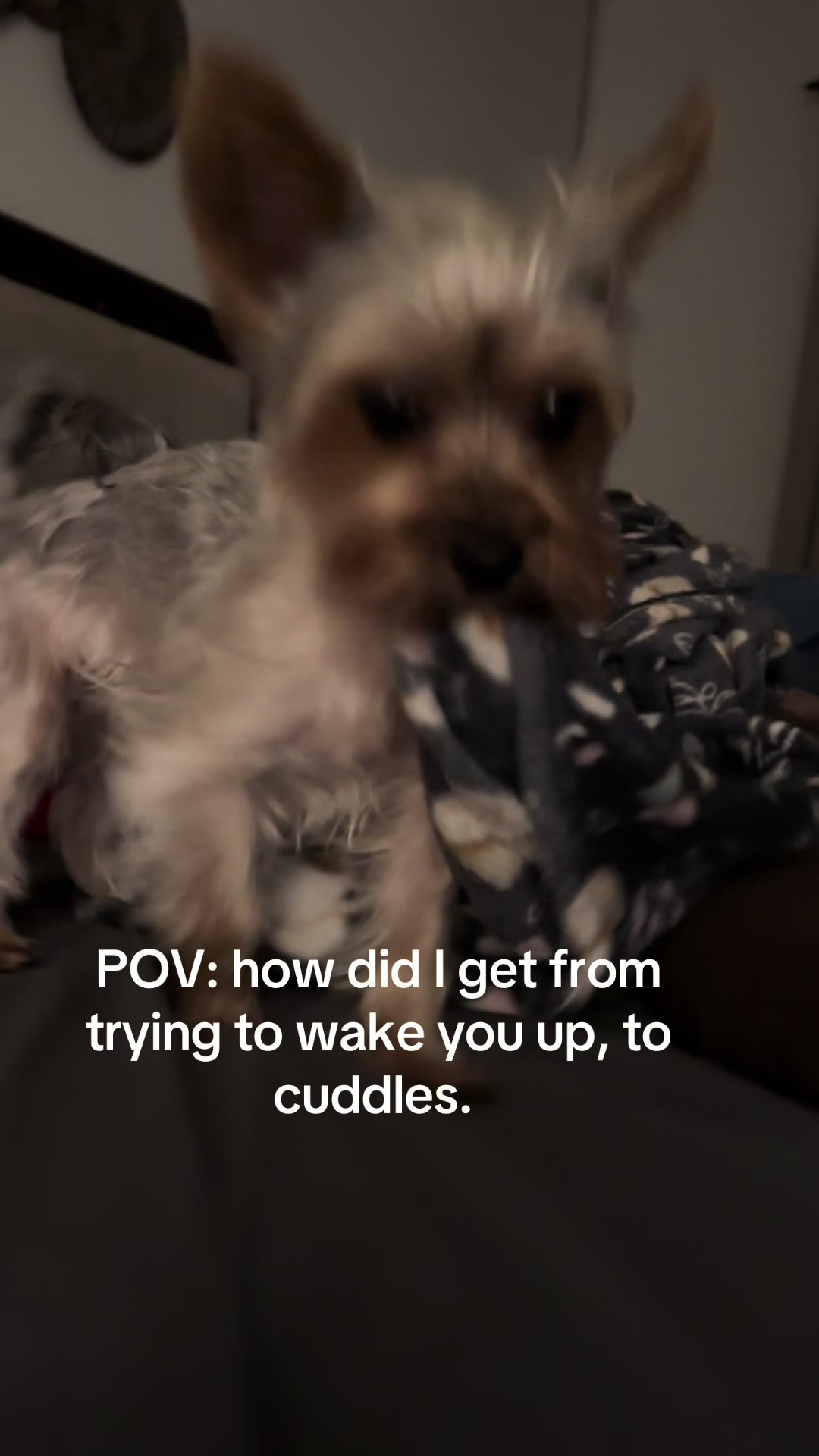 @Penny the Yorkie