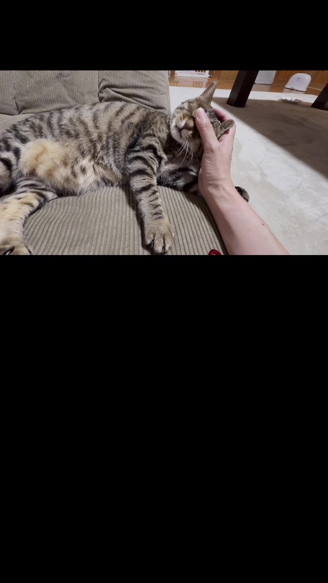 @ねこぷにもふ|ホワイトシェパードのハクちゃん