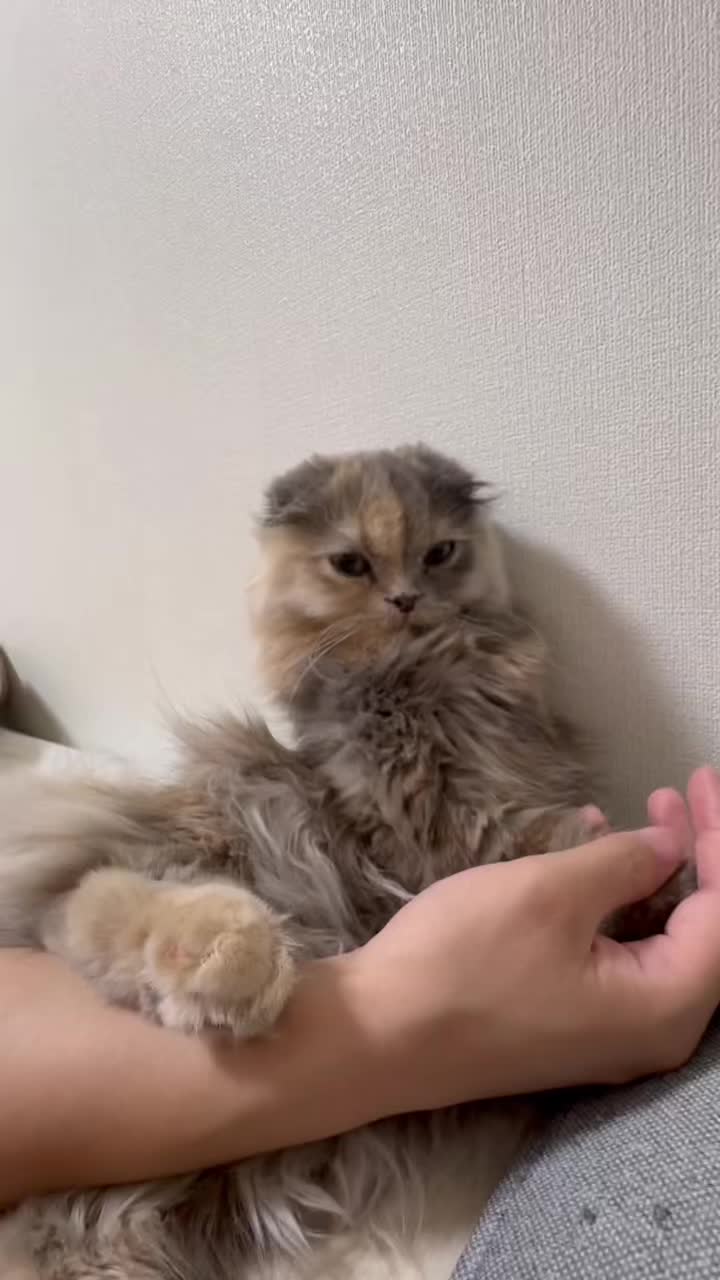@マイクワゾウスキー